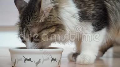 美丽的毛茸茸的猫吃从一个白色的碗与一个模式的弹跳小猫。 特写